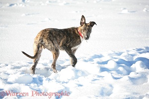 Deerhound lurcher in snow