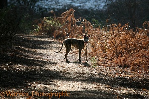 Deerhound lurcher
