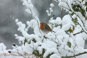 Robin in falling snow