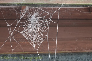 Frosty spider's web