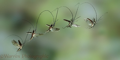 Longhorn beetle flight sequence multiple image