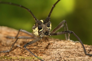 Lonhorn beetle portrait