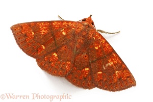 Orange moth