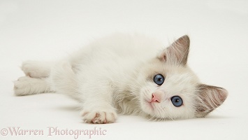 Blue-eyed Ragdoll kitten