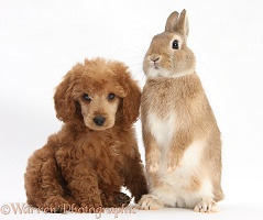 Apricot miniature Poodle pup and rabbit