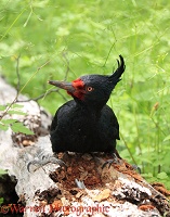 Female Magellanic Woodpecker