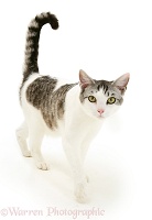 Silver Tabby-and-white cat walking
