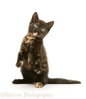 Playful chocolate-tortoiseshell kitten