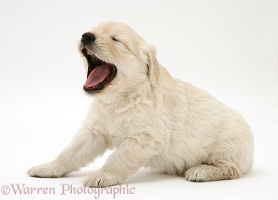 Golden Retriever pup yawning