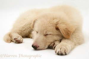 Sleepy white Alsatian pup