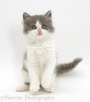 Fluffy grey-and-white kitten