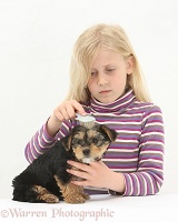 Girl brushing a Yorkie-cross pup