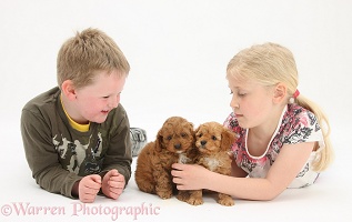Children with Cockapoo pups