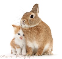 Ginger-and-white kitten with a Sandy rabbit