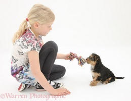 Girl playing with Yorkie-cross pup