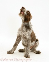 Brown Roan Italian Spinone pup howling