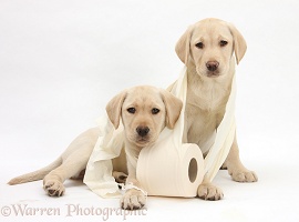 Yellow Labrador Retriever pups with toilet roll