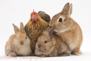Chicken and bunny rabbits