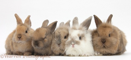Five baby Lionhead-cross rabbits
