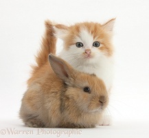 Ginger-and-white kitten baby rabbit