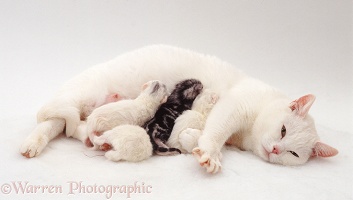 White mother cat suckling kittens