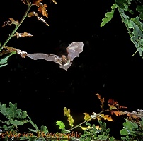 Long-eared bat in flight