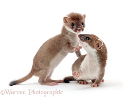 Young stoats