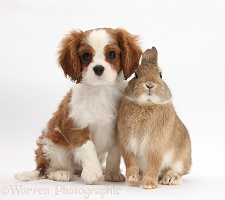 King Charles Spaniel pup and Netherland dwarf rabbit