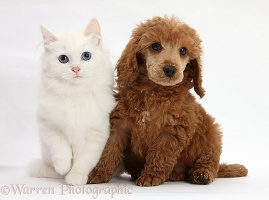 Apricot miniature Poodle pup and white kitten
