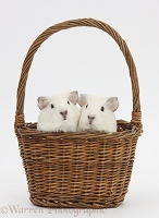 Baby white Guinea pigs in a wicker basket