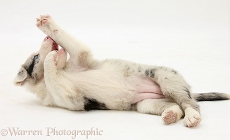 Playful merle Border Collie puppy, 6 weeks old