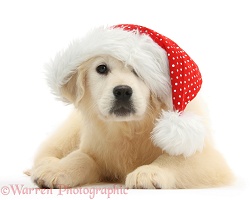 Yellow Labrador Retriever pup wearing a Santa hat