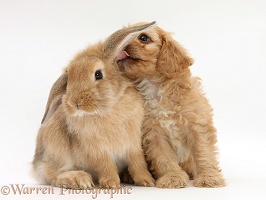 Cavapoo pup licking the ear of Sandy Lop rabbit