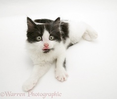 Black-and-white kitten lying down and licking its lips
