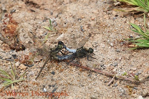 Black-tailed Skimmer Dragonflies