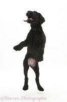 Black Labrador-cross pup jumping up
