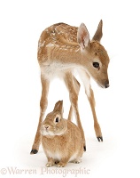 Fallow Deer fawn and Sandy rabbit
