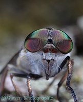 Horsefly eyes