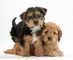 Cavapoo pup and Yorkie pup