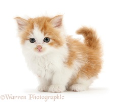 Ginger-and-white kitten