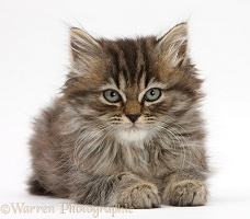 Tabby kitten, 10 weeks old