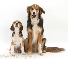 Beagle pup and Border Collie