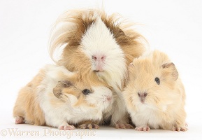 Long-haired mother Guinea pig and babies
