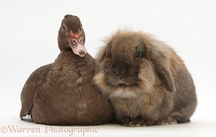 Chocolate Muscovy Duck and Lionhead-cross rabbit