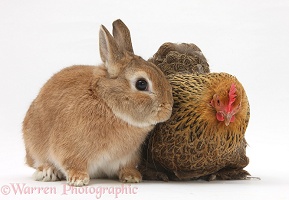 Chicken and Netherland dwarf-cross rabbit