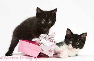 Kittens playing with birthday gift bag and wrapping paper