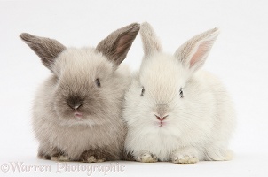 White and grey baby rabbits
