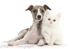 Brindle-and-white Whippet pup with white kitten