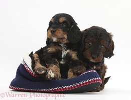 Cockapoo pups in a knitted slipper