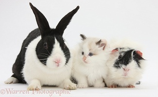 Kitten, rabbit and Guinea pig